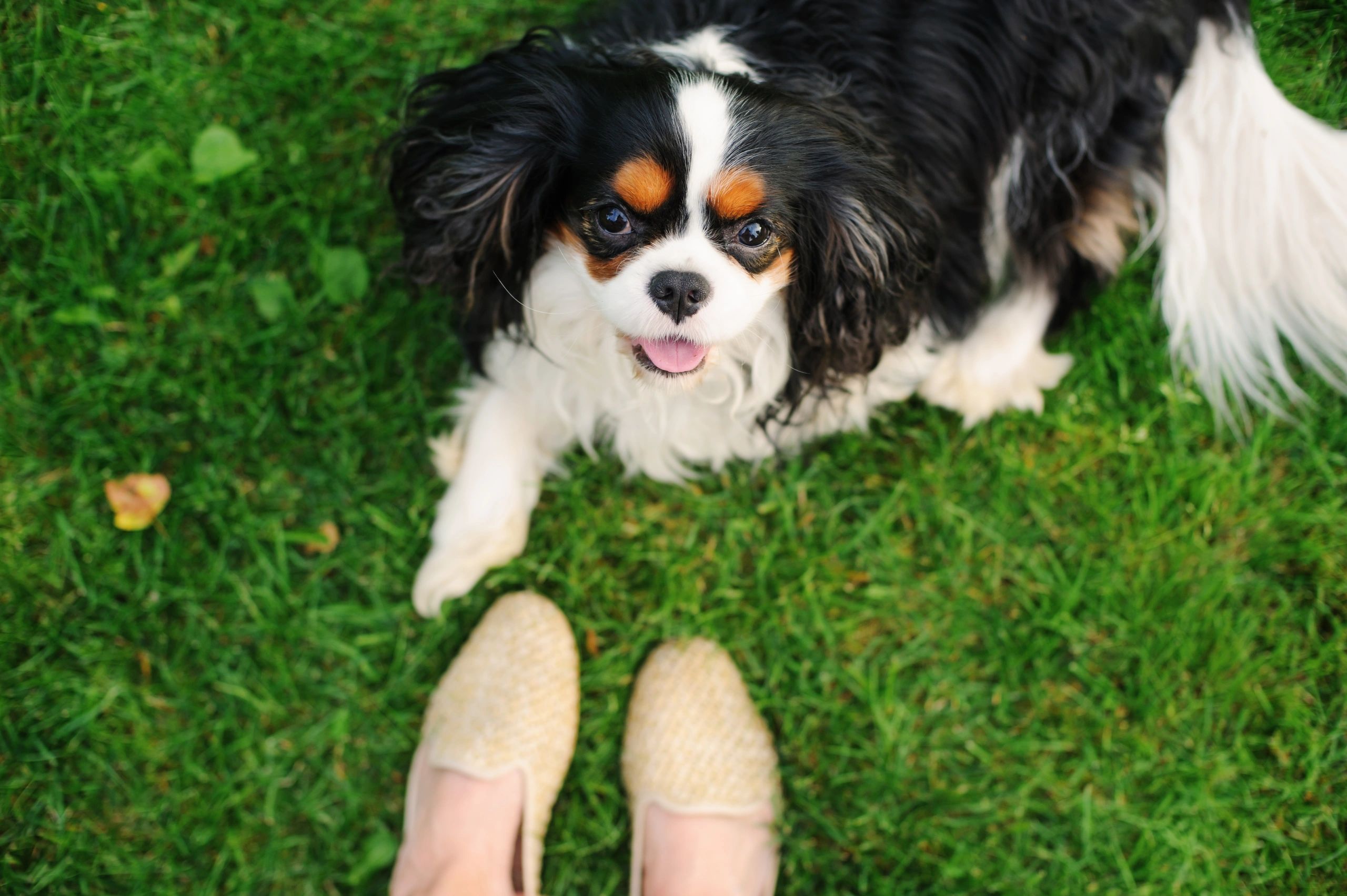 How to Train Your Cavalier King Charles Spaniels Puppy